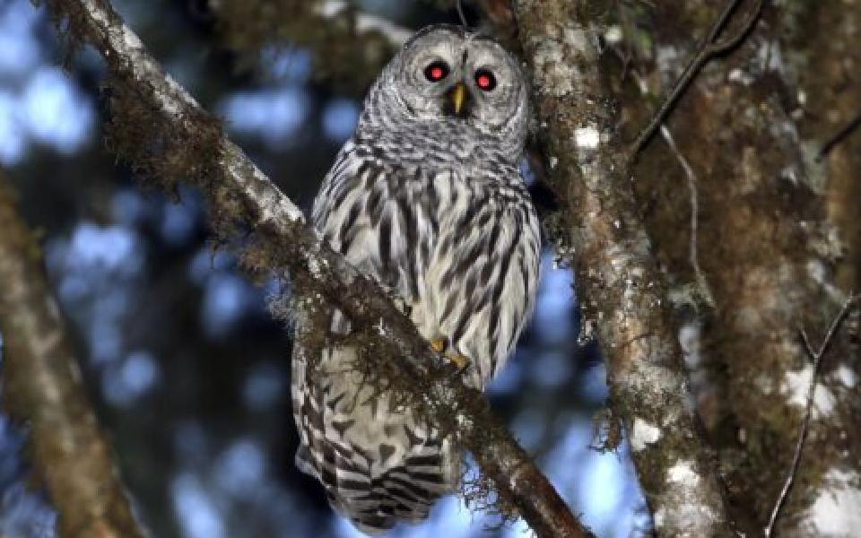 US officials plan to cull 450,000 barred owls to boost another species