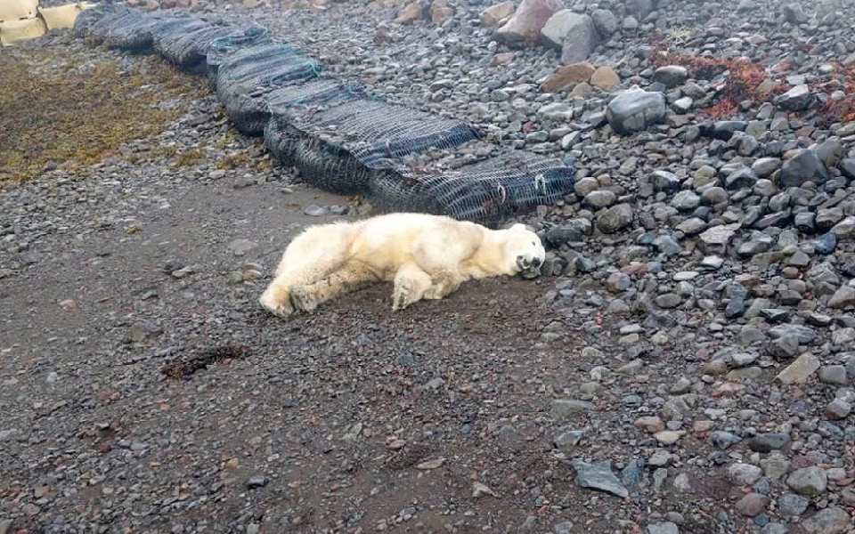 Rare polar bear showed up on shores of Iceland, Police shot it