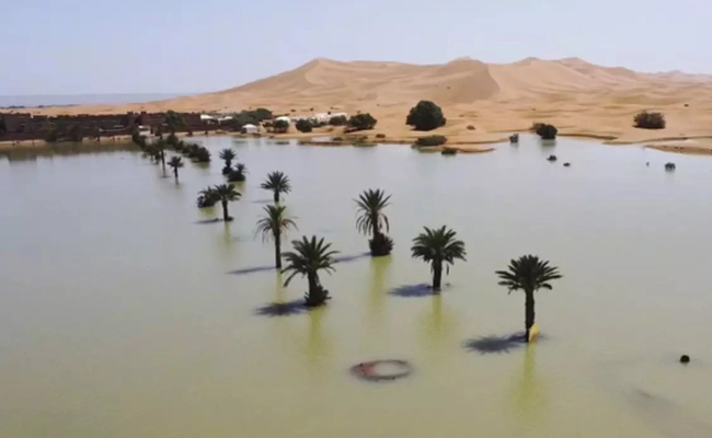 Water gushes through palm trees and sand dunes after rare rain in the Sahara Desert