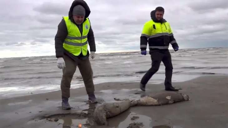 2,500 dead seals found on Russia's Caspian coast