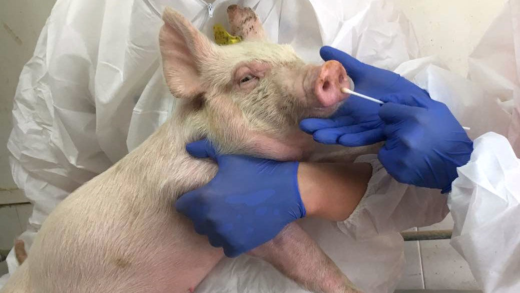 Scientists reveal potential of swine coronavirus jumping from animals to people