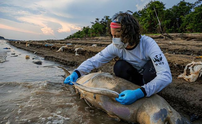 More than 100 dolphins found dead in Brazilian