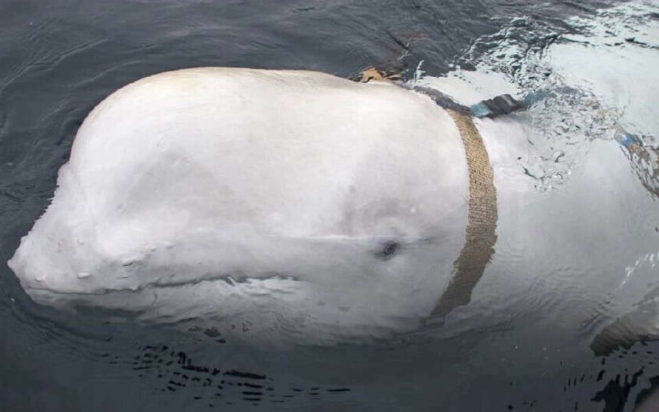 Russian 'spy whale' in Norway wasn't shot to death: Police