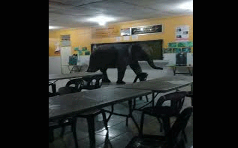 Elephant breaks into Malaysian school, causes panic