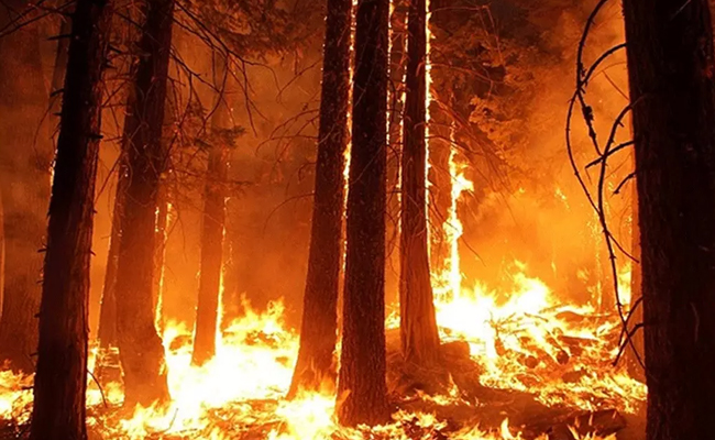 Wildfires race across Chile, leaving 15 dead, forcing thousands to flee