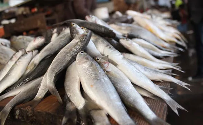 Pakistani fisherman becomes millionaire overnight after selling rare fish -  Times of India