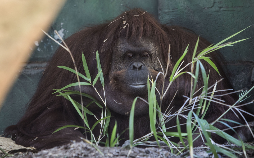 World's oldest Sumatran orangutan dead