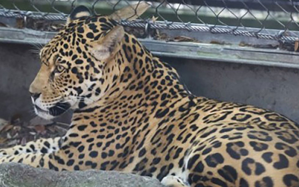 Jaguar escapes zoo enclosure, kills 6 animals