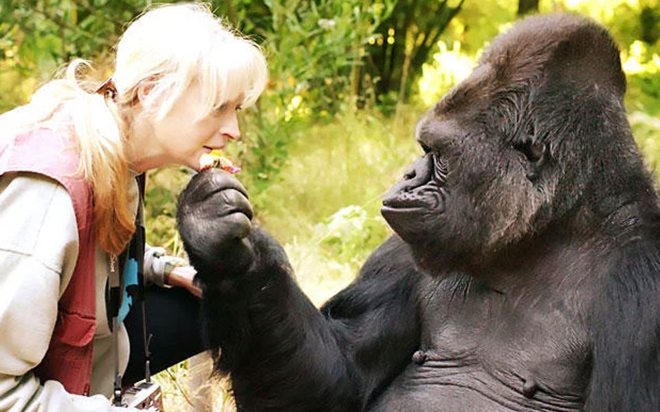 Gorilla Koko who mastered sign language dies