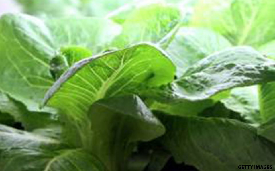 5 dead in US lettuce E.coli outbreak